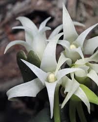 Image result for Holothrix nyasae