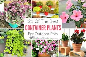 Container gardening with flowers is a great way to instantly introduce color, fragrance, and beauty into our lives. 21 Best Container Plants For Pots Outdoors Get Busy Gardening