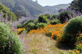 It divides the plain of esdraelon (ʿemeq yizreʿel) and the galilee (east and north) nahal meʿarot in the mount carmel mountain range, israel. Monflora A Photographic Guide To Wildflowers Shrubs And Trees Of Monterey County California