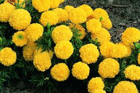 Image result for tagetes)