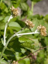 Image result for Pseudognaphalium luteo-album