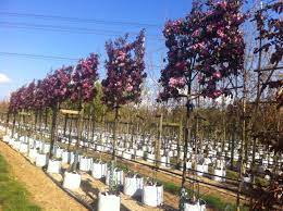 Growing crabapple trees in the landscape is commonplace for many homeowners, but if you haven?t yet tried it, you may be asking, ?how do you grow crabapple trees?? How To Buy Screening Trees Barcham