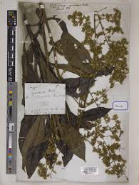 Image result for Blumea squarrosa