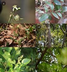 Image result for Toddalia crenulata