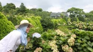 Tanaman merambat padat dan berkayu ini dapat berubah menjadi daun gagang raksasa berwarna ungu, merah, merah muda, oranye atau emas. Wah Merekahnya 500 Jenis Tanaman Camelia Di Taman Bunga Jeju Korsel Ini