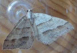 Image result for Mesotype parallelolineata