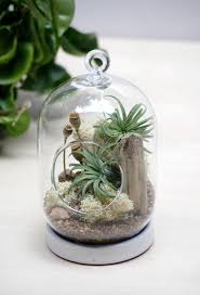 Air Plant Terrarium Created And Pinned By The Zen Succulent Air Plants Decor Hanging Air Plants Air Plant Terrarium