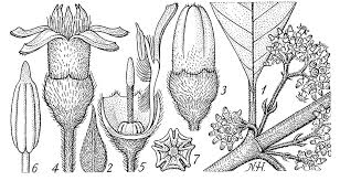 Image result for Pauridiantha