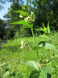 Image result for Vincetoxicum apiculatum