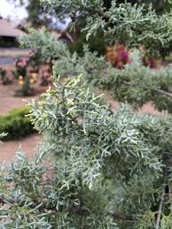 Image result for Cupressus arizonica