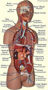 This diagram of the human body shows a range of organs that are important to human anatomy.they include the brain, heart, lungs, spleen, muscles. Human Anatomy Female Anatomy Organs Human Body Organs