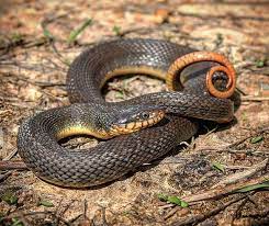 A Plain Bellied Water Snake Nerodia Erythrogaster Displaying A Common Defense Mechanism Used By Snakes By Curling It S Tail Snake Animal Behavior Instagram