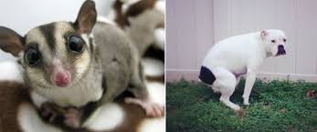 See more ideas about baby animals, animals, cute baby animals. Here Are 15 Exotic Animals Trying To Take The Best Pet Title Away From Dogs