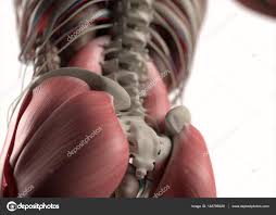 Check spelling or type a new query. Anatomy Of Lower Back Anatomy Drawing Diagram