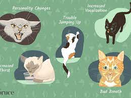 They may also become infected. 18 Signs That Your Cat Is Sick