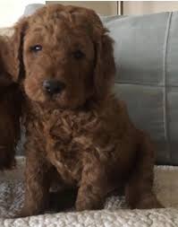 See reviews, photos, directions, phone numbers and more for the best pet breeders in wayne, nj. Goldendoodle Puppies For Sale Wayne Nj 320659