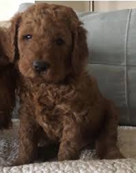 South of columbus, ohio raising standard f1 goldendoodles, f1b goldendoodles and f1b english goldendoodles for 13 years. Goldendoodle Puppies For Sale Wayne Nj 320659