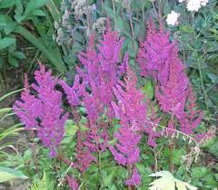 Astilbe Purple Candles Purple Candles Astilbe Purple