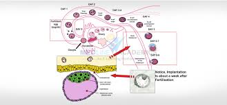 Image result for Embryology