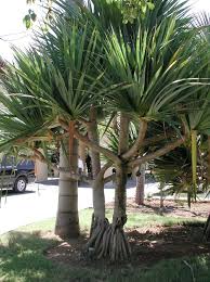 Image result for Pandanus utilis