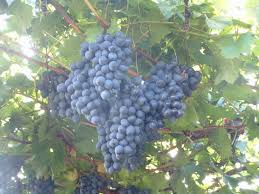 Daca vrem sa facem o bolta atunci plantam vita de vie de jur imprejurul boltei, dar sa nu plantam prea aproape de ziduri sau zone cimentate (lasam cel putin jumatate de. Butasi Vita De Vie Moldova 4garden