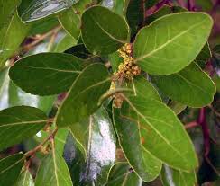 Image result for Mystroxylon aethiopicum