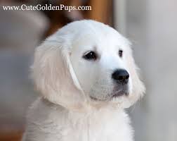 Golden retriever puppies available now. White English Cream Golden Retrievers Nj Ca Tx Fl Ct Ma Ri Pa Az White Golden Retriever Puppy Retriever Puppy Golden Retriever White