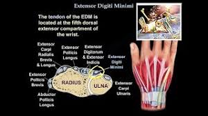 Maybe you would like to learn more about one of these? Extensor Digiti Minimi Physiopedia