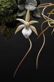 Image result for Aerangis collum-cygni