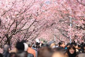 Identifica istantaneamente oltre 600.000 tipi di piante: Hanami L Usanza Giapponese Di Godere Della Bellezza Degli Alberi In Fiore