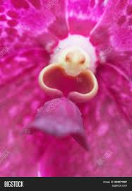 Mar 18, 2015 · to create an especially striking bouquet or floral arrangement starring dracula simia, consider pairing the pointy orchid with bushy, fluffy plants and flowers like the wild pussy. Column Purple White Image Photo Free Trial Bigstock