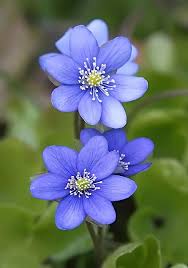 Cicek Bahcesi Panosundaki Pin