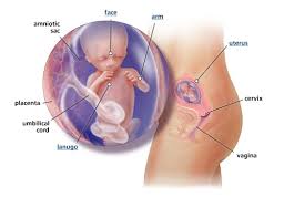 Otak adalah mesin penggerak segala fungsi dan aktivitas tubuh manusia. Perkembangan Janin Minggu Ke Minggu 1 40 Gambar Lengkap