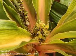 Image result for Chlorophytum filipendulum