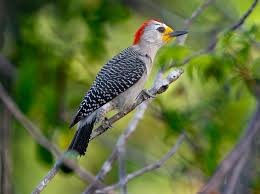 Image result for Pycreus melas