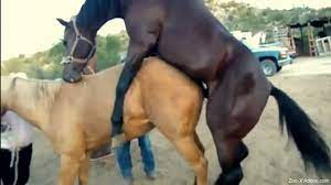 Horse meeting xxx
