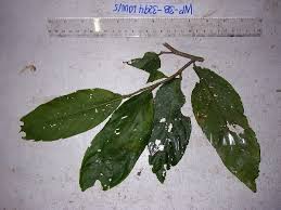 Image result for Phyllanthus mendoncae