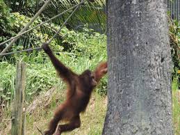 Bukit merah orang utan island foundation jalan bukit merah 34400 semanggol perak darul ridzuan malaysia +6 05 890 8110 enquiries@orangutanisland.org.my. Bukit Merah Orangutan Island Up Close And Personal With The Ape Clan Mildly Indian