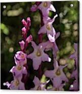 Image result for Harveya