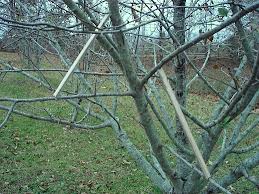 The spreaders will need to remain in place for 1 to 2 years until. Train Up A Branch Farm Hand S Companion Old Time Organic Vegetable Gardening Orchard Husbandry For The Homestead Or Hobby Farm