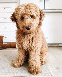 The golden retriever ancestry brings only shades of cream, apricot and red to the breed. Types Of Goldendoodle Colors Mini Goldendoodle Puppies Goldendoodle Puppy Goldendoodle