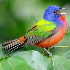 رؤية الطيور في المنام للنابلسي. Ø¹ØµÙÙˆØ± Ù…Ù„ÙˆÙ†