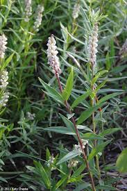 Image result for Polygala senensis