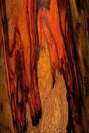 Image result for Dalbergia nitidula