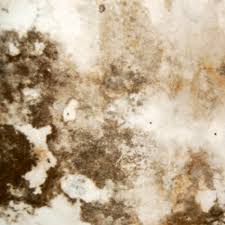 We did not find results for: Enlever Une Tache D Humidite Nettoyer Une Tache