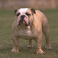 Bulldog Type Wikipedia