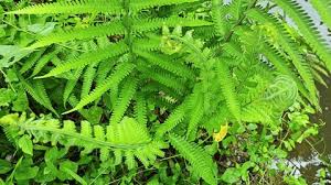 Image result for Ampelopteris