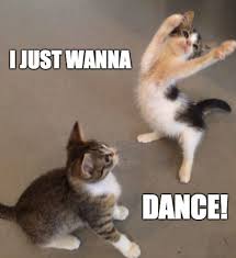 Cat Saturday Dancing Edition 38 Photos Funny Animal Jokes Cute Animal Memes Cute Funny Animals
