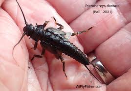 Image result for Macrotyloma stenophyllum