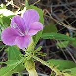 Image result for Barleria lancifolia